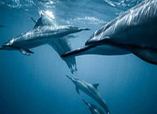 马修斯与湖人缘分妙不可言 科比曾帮他渡过难关